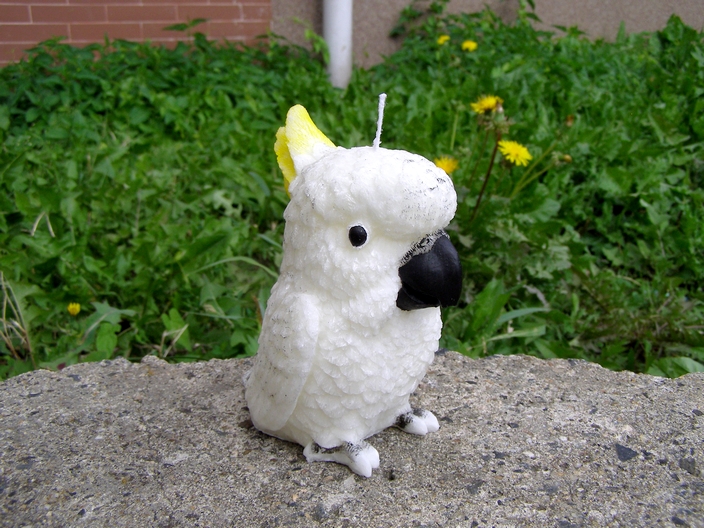 Svíčka vonná z palmového vosku - Papoušek Kakadu - kokos