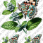 Rýžový papír A4 pro tvoření - Motýl na květině - KB727