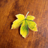 Žlutozelený javorový list - originální brož
