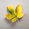 Žlutozelený javorový list - originální brož