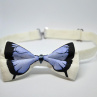 Motýlek se světle modrým motýlem 11170903