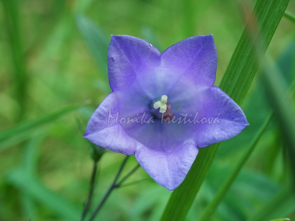 Zvonek pro štěstí (Fotografie 30x20 cm)