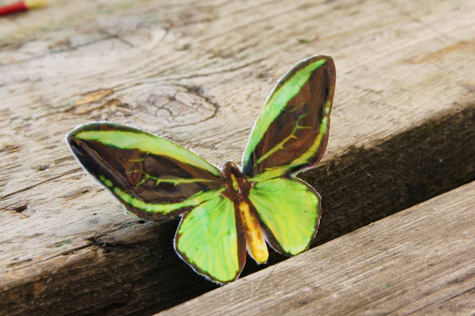 Ornithoptera Priamus brož