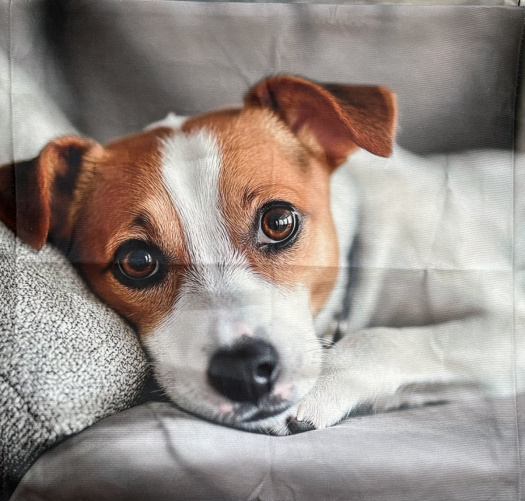 Povlak na polštář - Jack Russell teriér