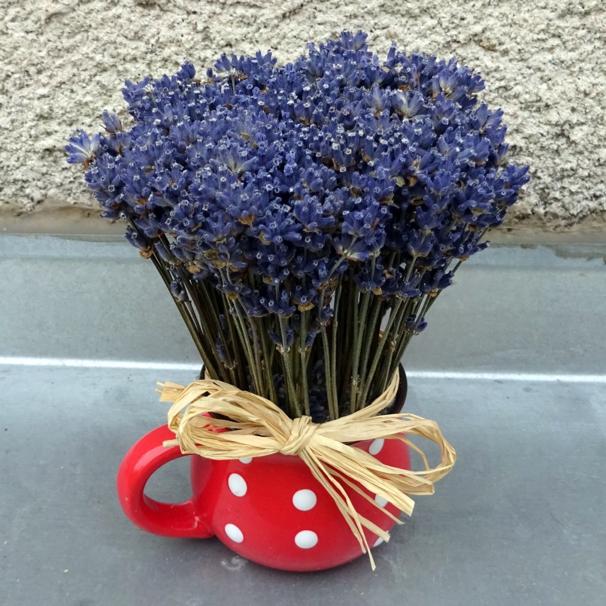 Malý, bucláček levandulový