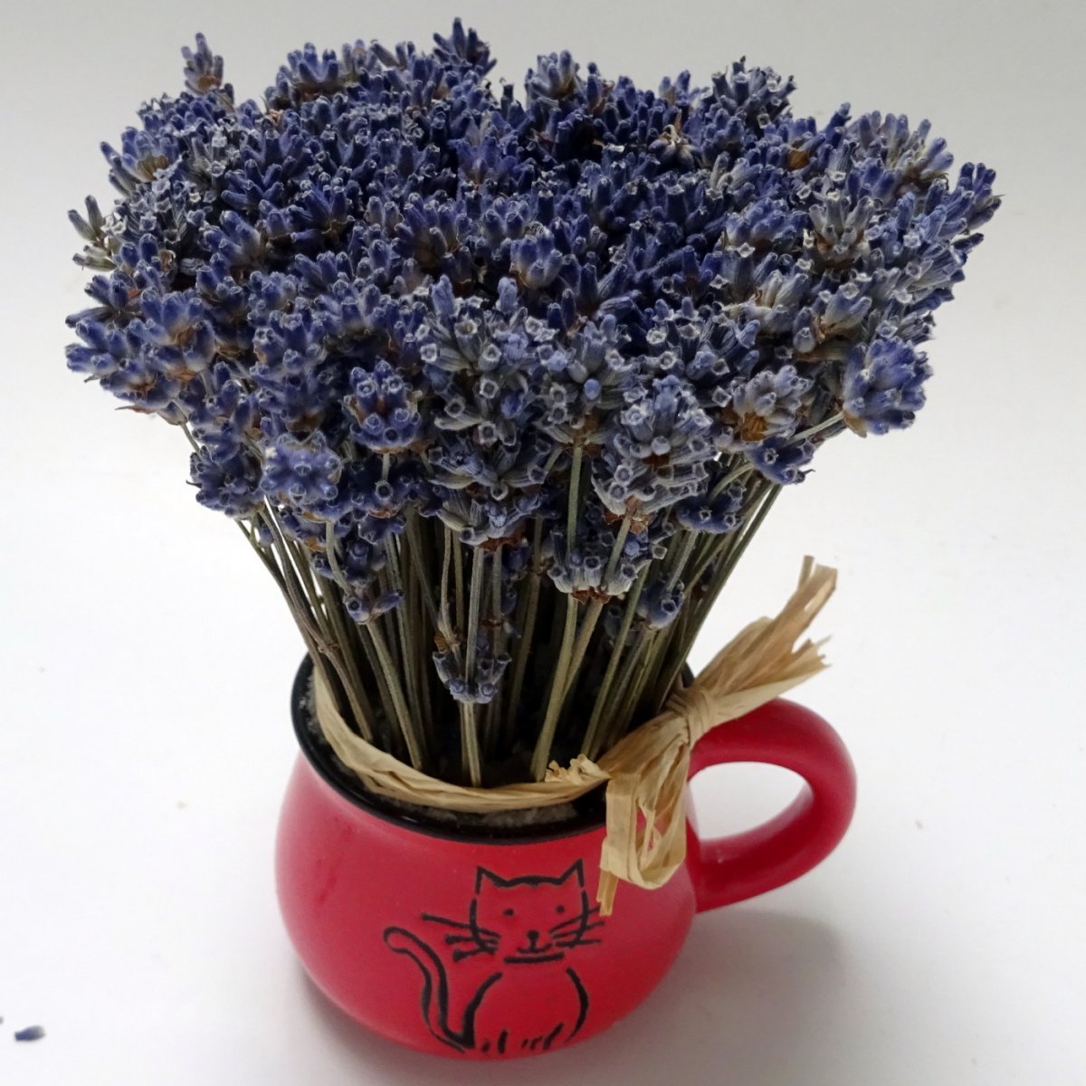 Malý, bucláček levandulový 2