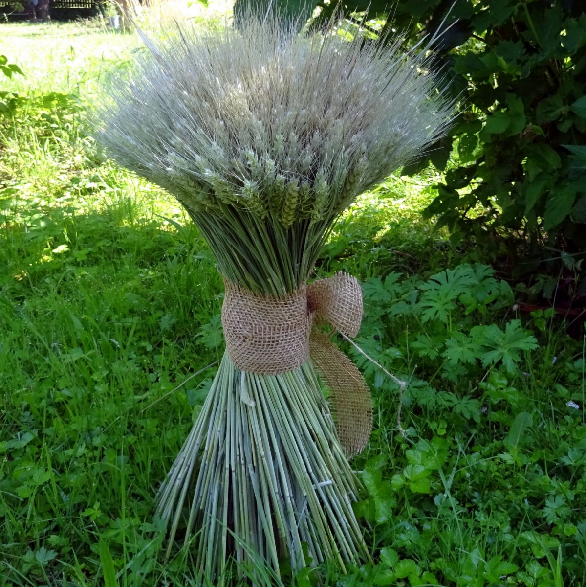 Snop - Obilný, samostojící