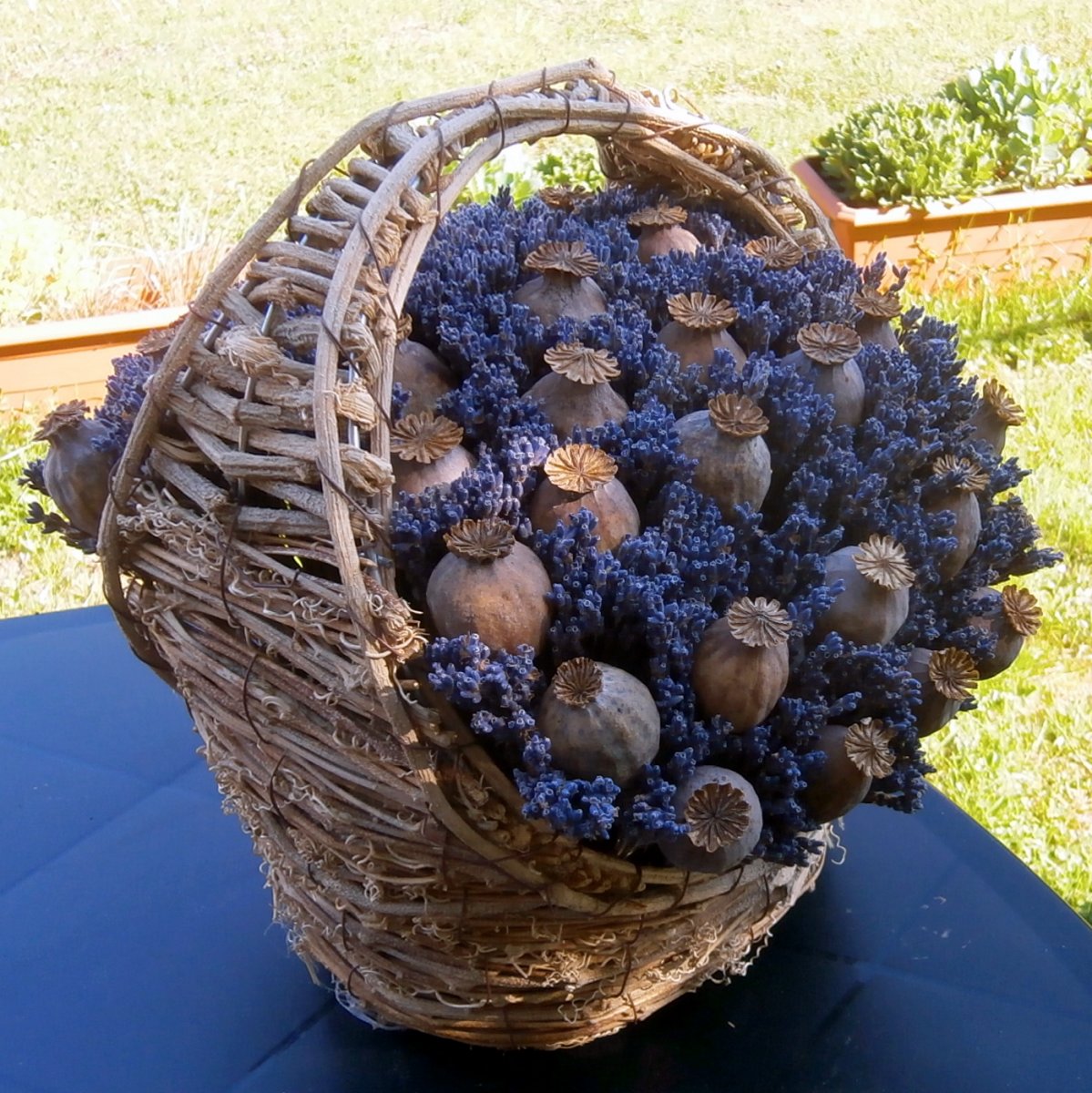 Levandule, makovice v košíku