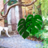 Náušnice - monstera