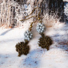 Náušnice - stromy v zimě
