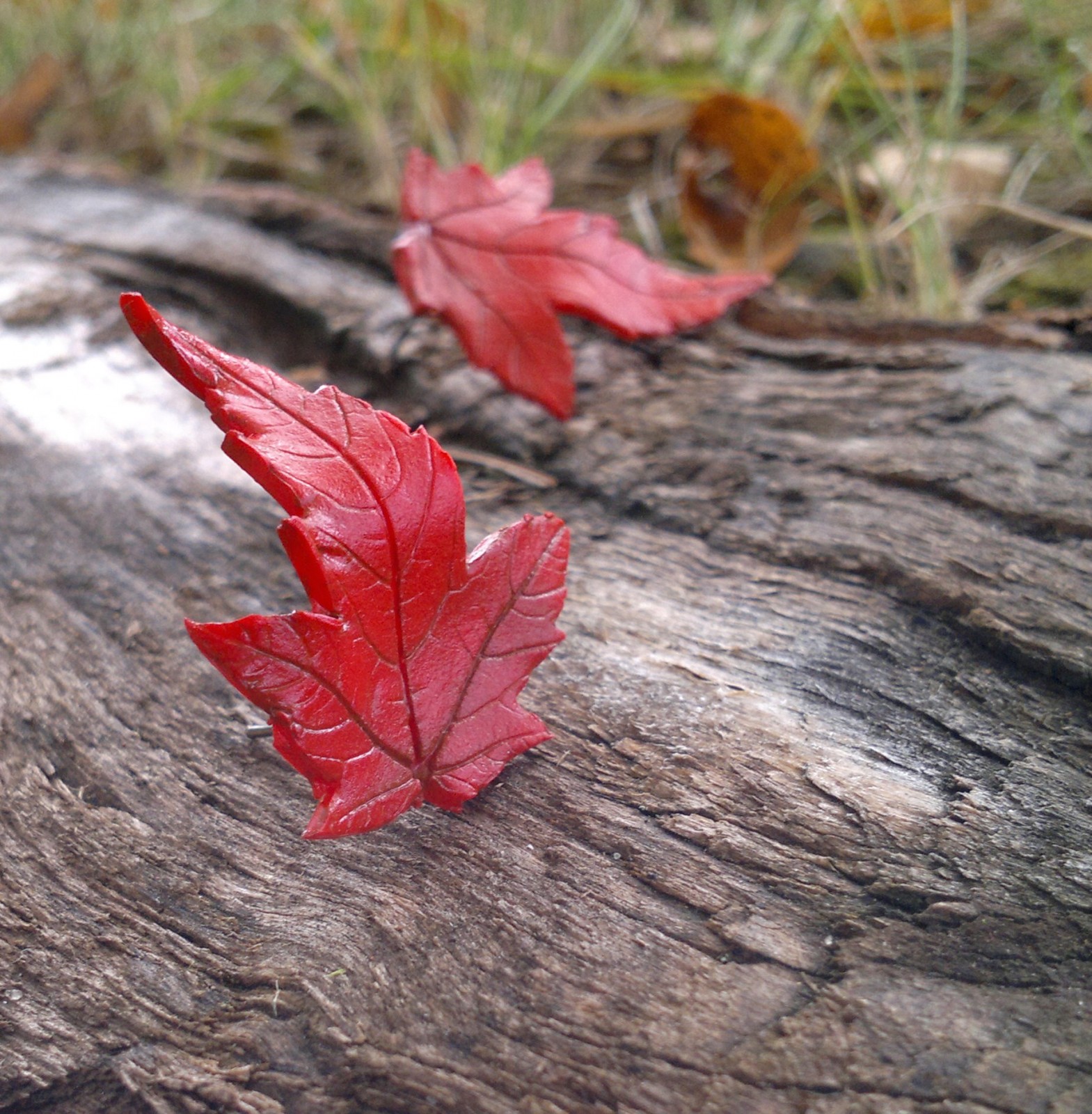 Javůrky -puzetky větší