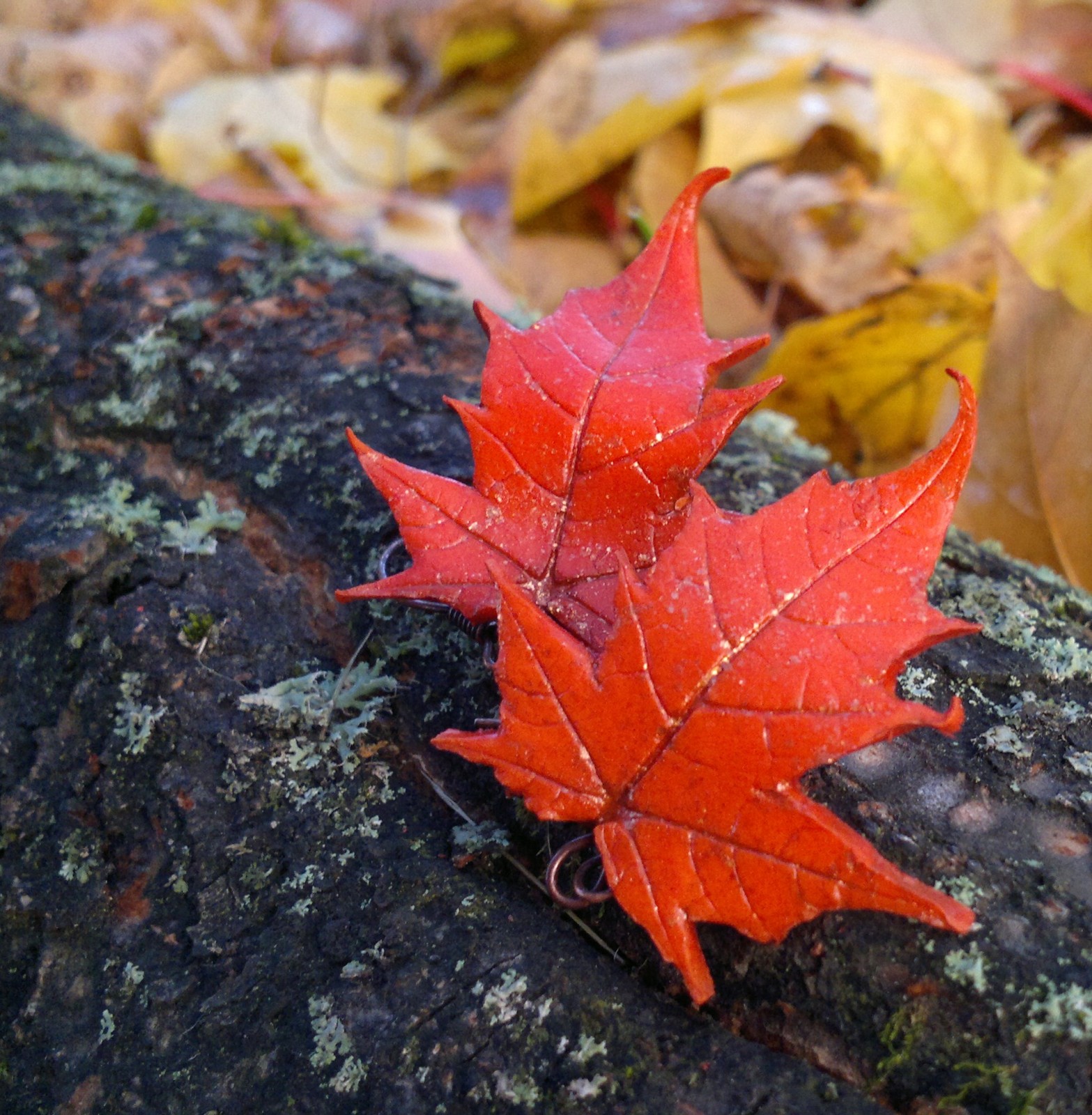 Javůrky menší, střapaté