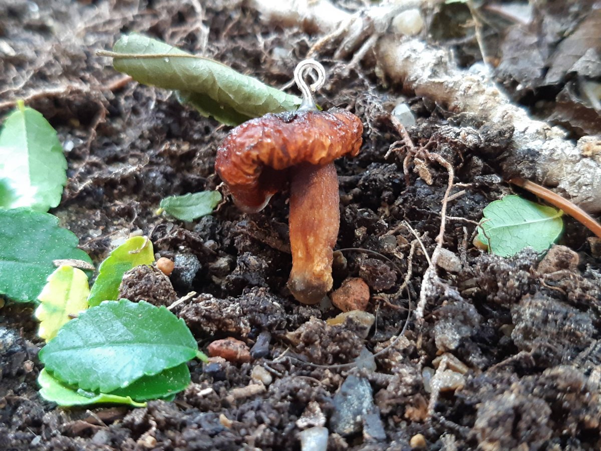 Příběhy z lesa... Houba 2 - přívěsek