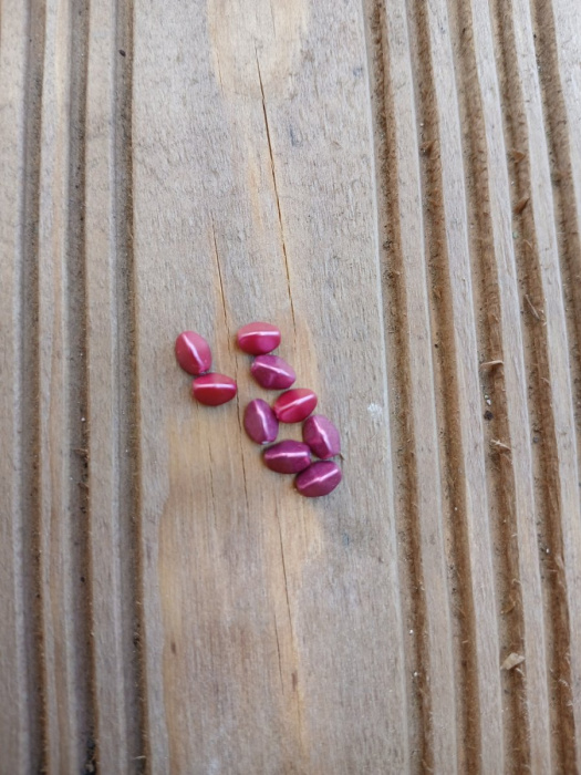 korálek mačkaný, pohanka 5x3 mm - vínová