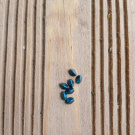 korálek mačkaný, pohanka 7 mm - modrá