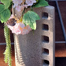 kalina a beruna ;-)..