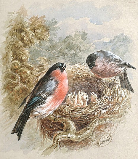 Bavlněná látka - panel R2567