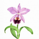 Cattleya - orchidej