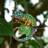 Brož - chameleon