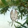 Náušnice - motýlí křídla zlatavá