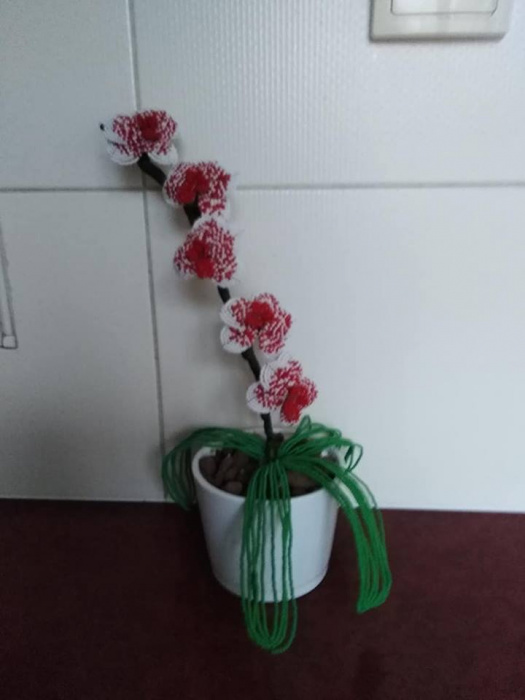 Bílo-červená orchidej