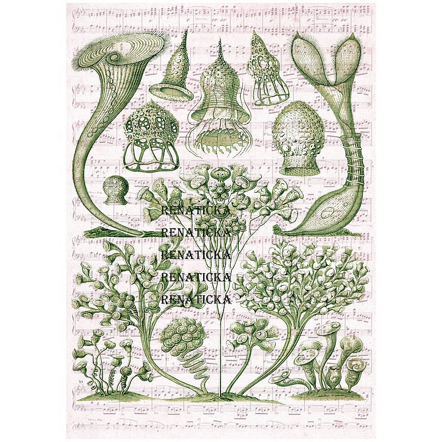 Nažehlovací obrázek V396