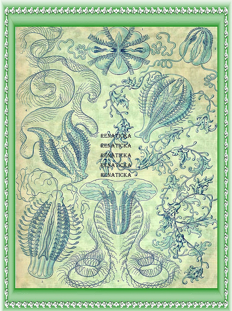 Nažehlovací obrázek V398