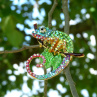 Brož - chameleon
