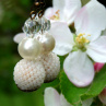 Náušnice - jabloňový květ