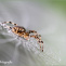 Autorská fotografie - Orosený pavouk