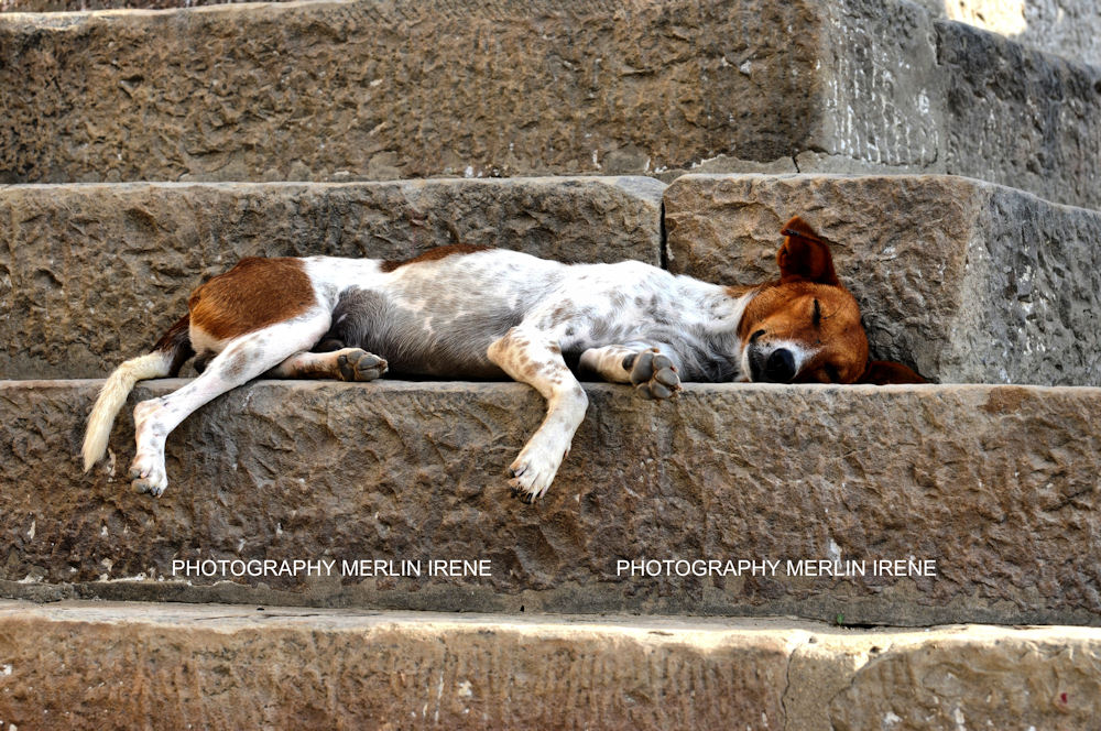 Horko pod psa - ze série Psi ulice