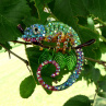 Brož - chameleon