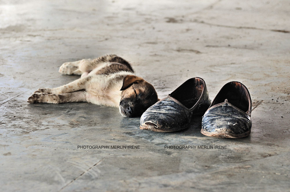 Sám na nádraží - ze série Psi ulice - 2 varianty