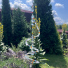 Lapač slunce - duhová spirála
