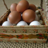Stojan na dochucovadla/košík na 9 vajec - snopky