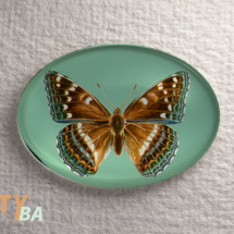 Kabošon 40 x 30 mm, motýlek - Bělopásek topolový