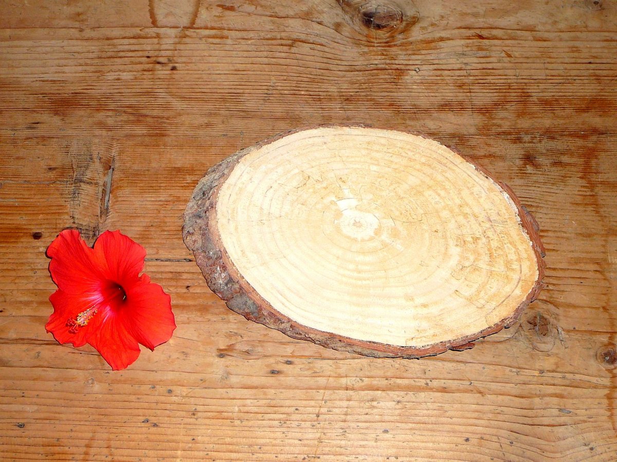 Borovicový koláč - prům. cca. 30 cm