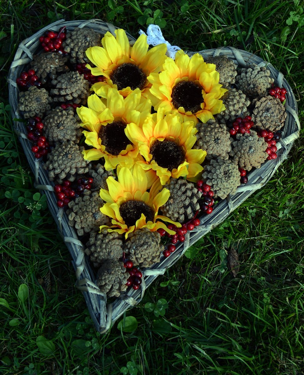 Slunce v srdci lesa.