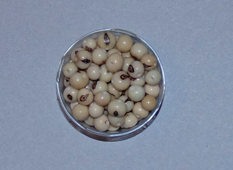 Semínka asai/acai/bombona přírodní bílá 5ks