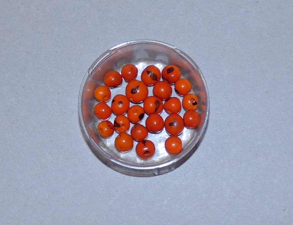 Semínka asai/acai/bombona oranžová 5ks