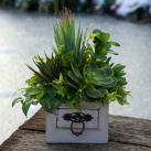 Šuplíček se sukulenty