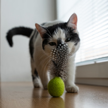 Plstěná hračka pro kočky s peřím a kozlíkem - zelená