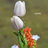 tančící tulipány :)..