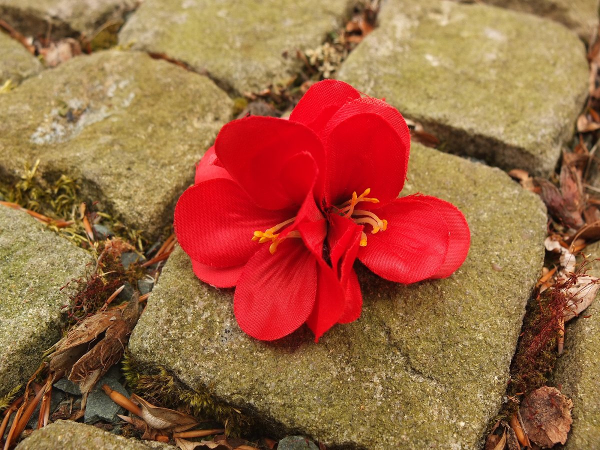 Vášnivé červené květy na skřipečku / broži