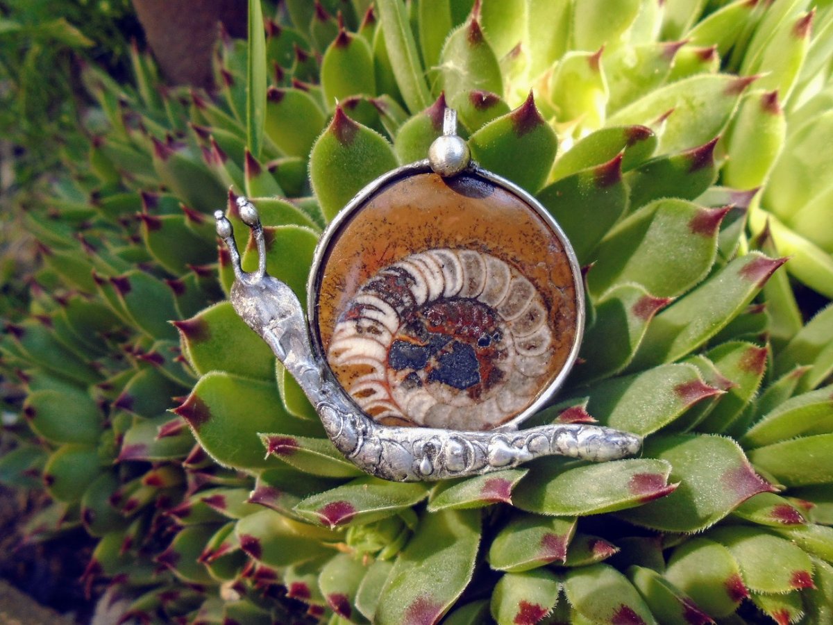 Šnečku, šnečku - amonit