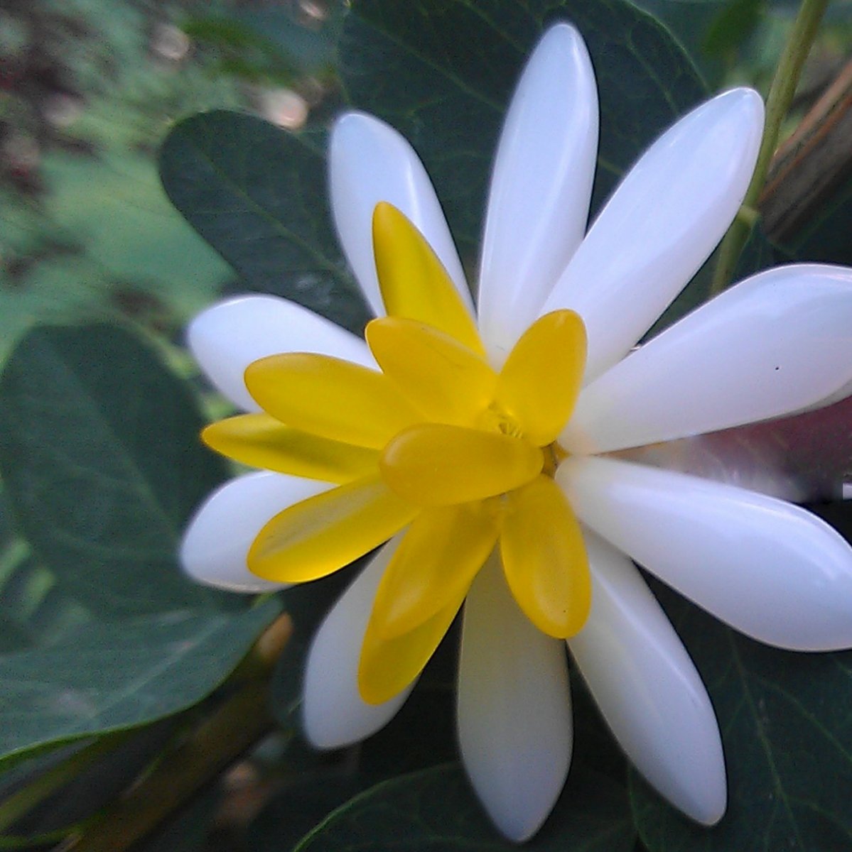 Brož: Kopretina pro zámeckou paní