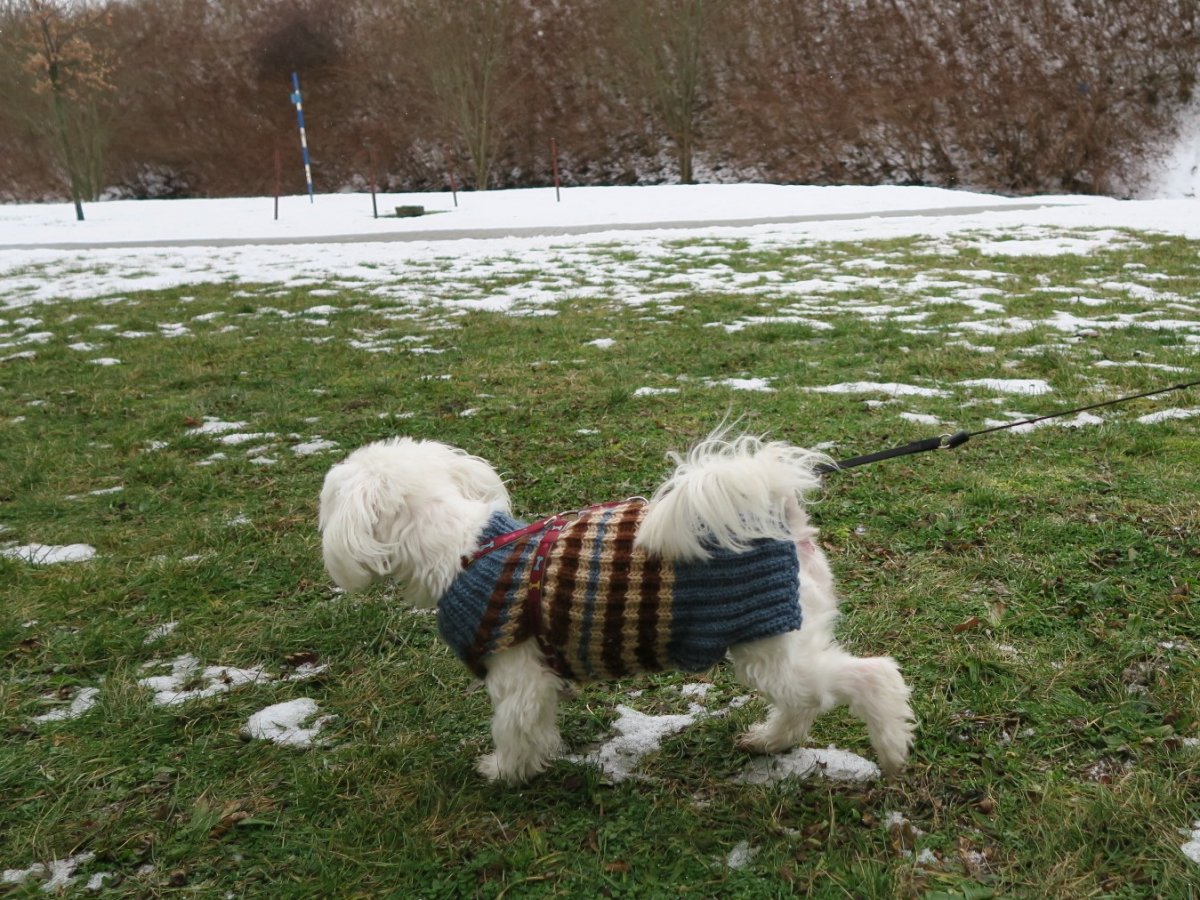 PRUHOVANÝ SVETR PRO MALÉHO PSA