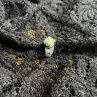 CHRYZOPRAS prsten