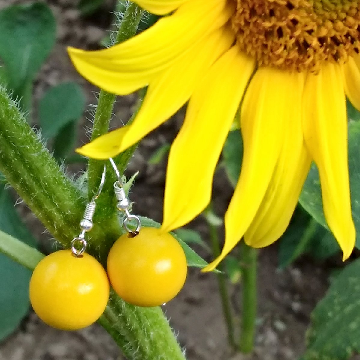 Žluté náušničky větší - dřevěné