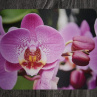 Podložka pod myš s potiskem, orchidej 